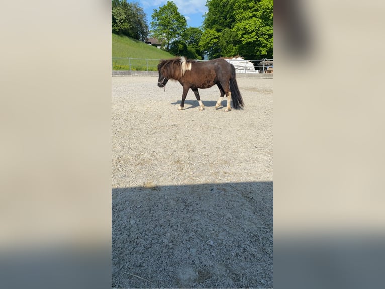 Shetland Ponys Wallach 5 Jahre 100 cm Schecke in Altmünster