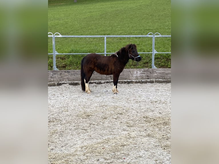 Shetland Ponys Wallach 5 Jahre 100 cm Schecke in Altmünster