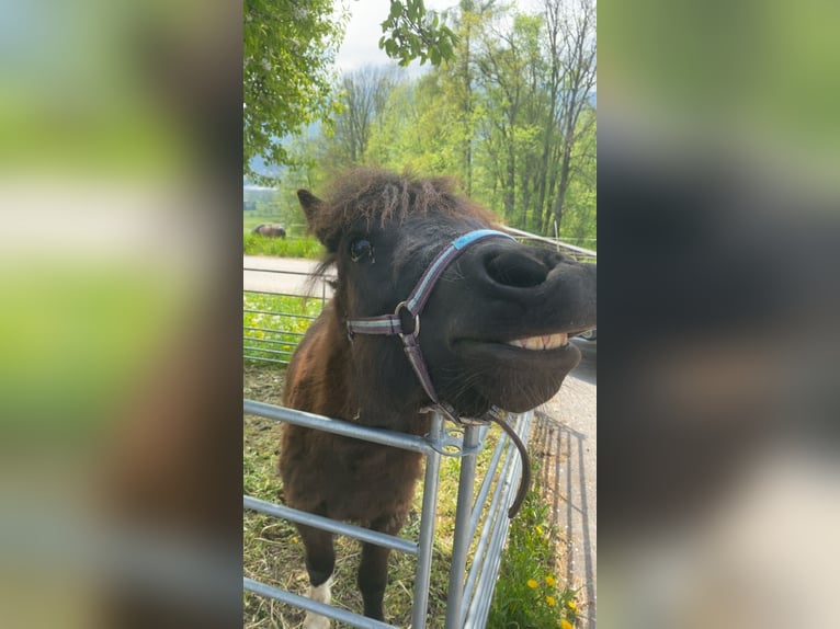 Shetland Ponys Wallach 5 Jahre 100 cm Schecke in Altmünster