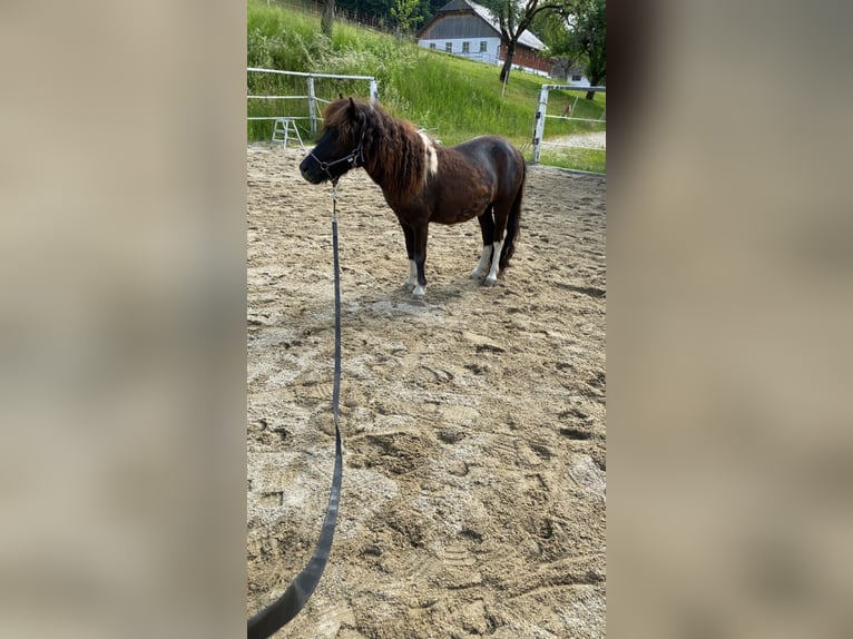 Shetland Ponys Wallach 5 Jahre 100 cm Schecke in Altmünster