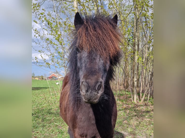 Shetland Ponys Wallach 5 Jahre 103 cm Rappe in Surwold