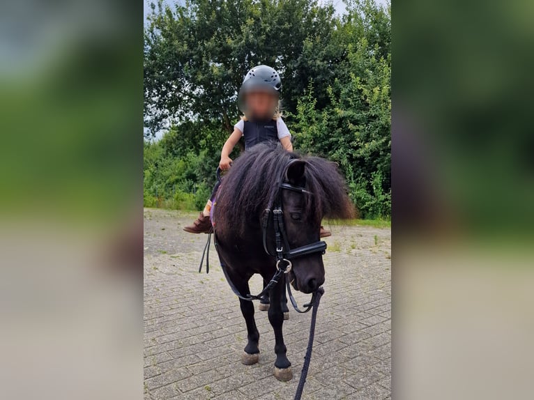 Shetland Ponys Wallach 5 Jahre 103 cm Rappe in Surwold