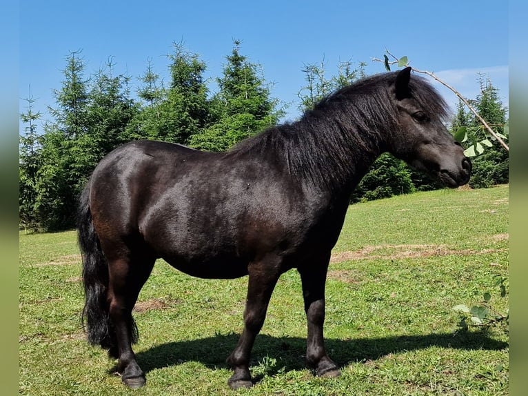Shetland Ponys Wallach 5 Jahre 103 cm Rappe in Surwold