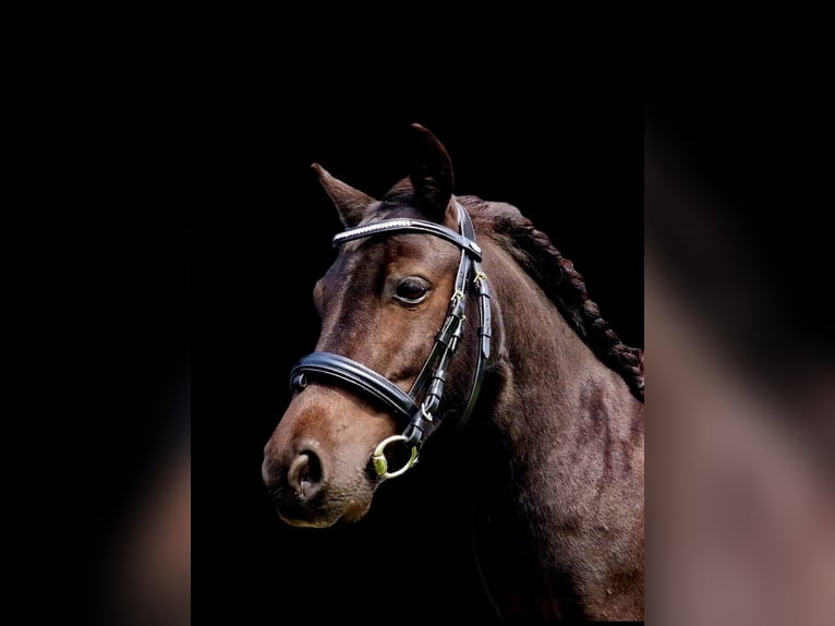 Shetland Ponys Wallach 5 Jahre 103 cm Rappe in Surwold