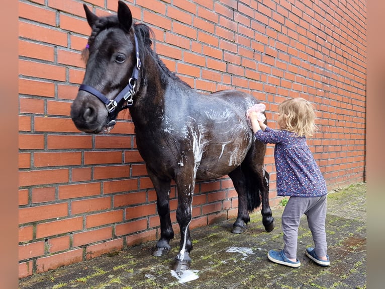 Shetland Ponys Wallach 5 Jahre 103 cm Rappe in Surwold