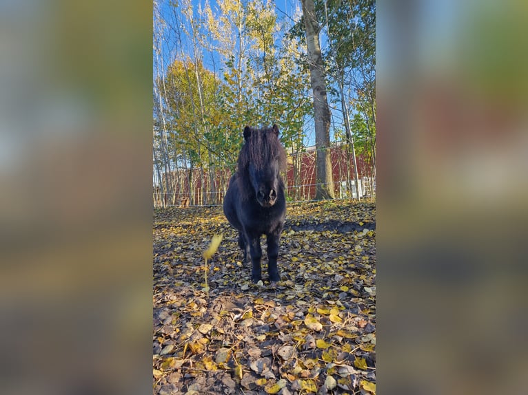 Shetland Ponys Wallach 5 Jahre 103 cm Rappe in Surwold