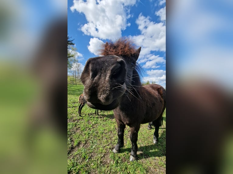 Shetland Ponys Wallach 5 Jahre 103 cm Rappe in Surwold