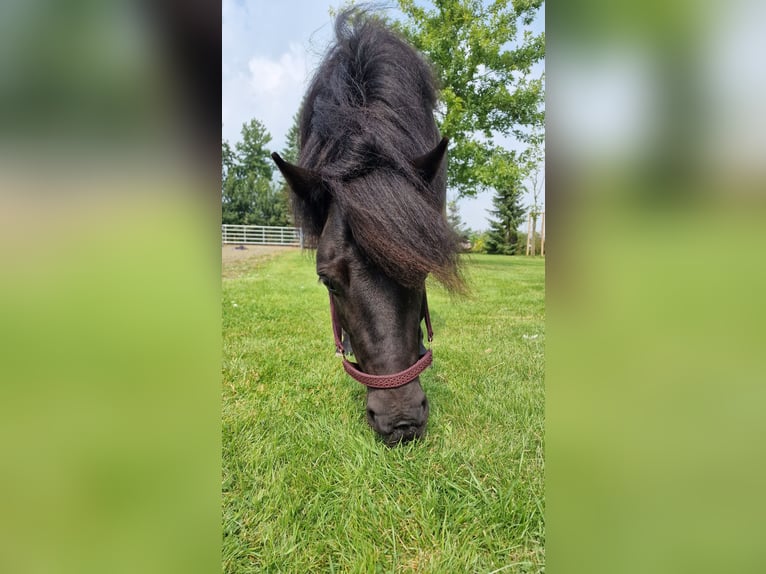 Shetland Ponys Wallach 5 Jahre 103 cm Rappe in Surwold