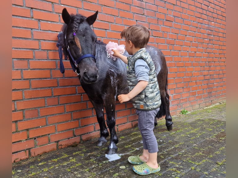 Shetland Ponys Wallach 5 Jahre 103 cm Rappe in Surwold