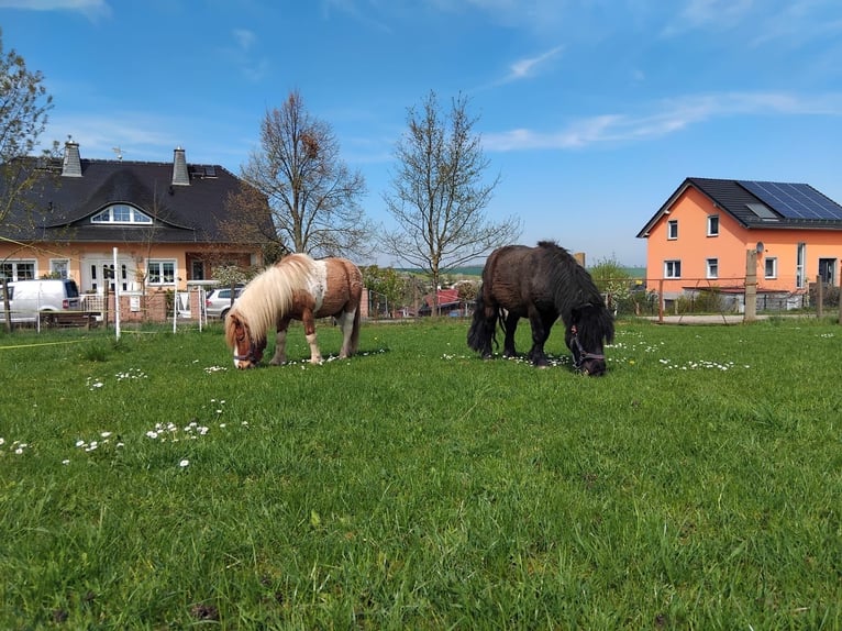 Shetland Ponys Wallach 5 Jahre 104 cm Schecke in Ilmtal-Weinstraße