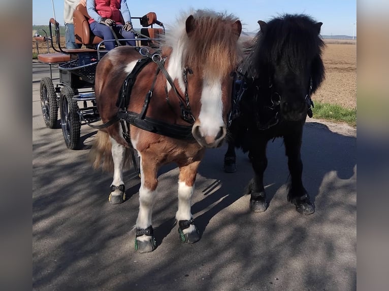 Shetland Ponys Wallach 5 Jahre 104 cm Schecke in Ilmtal-Weinstraße