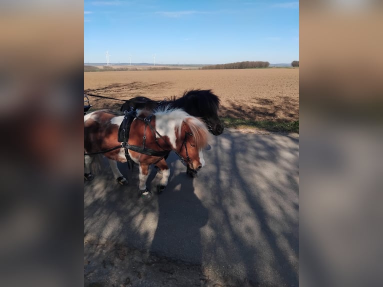 Shetland Ponys Wallach 5 Jahre 104 cm Schecke in Ilmtal-Weinstraße