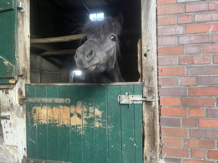Shetland Ponys Wallach 5 Jahre 105 cm Rappe in Ascheberg