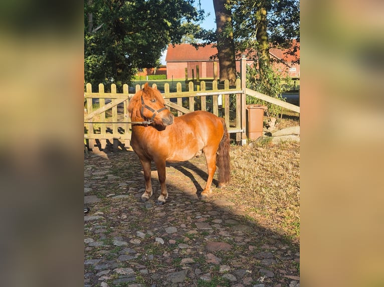 Shetland Ponys Wallach 5 Jahre 110 cm Fuchs in Menslag