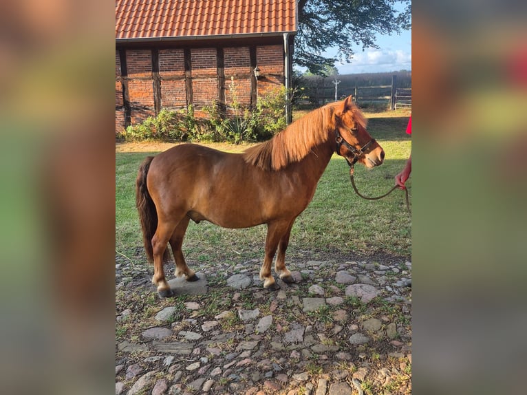 Shetland Ponys Wallach 5 Jahre 110 cm Fuchs in Menslag