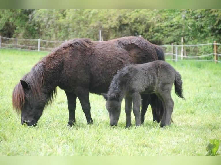 Shetland Ponys Wallach 5 Jahre 112 cm Rappe in Haselund