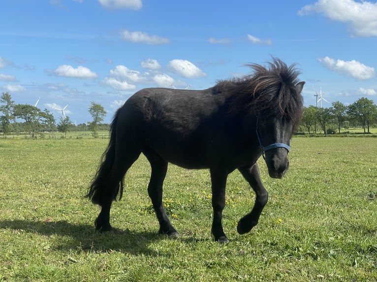 Shetland Ponys Wallach 5 Jahre 112 cm Rappe in Haselund