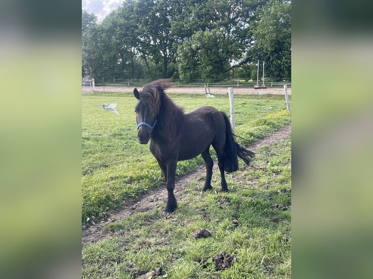 Shetland Ponys Wallach 5 Jahre 112 cm Rappe in Haselund