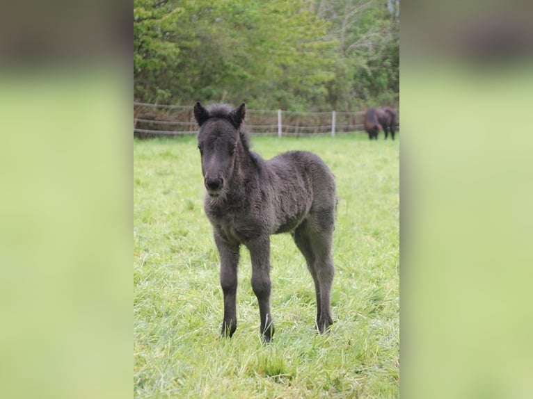 Shetland Ponys Wallach 5 Jahre 112 cm Rappe in Haselund