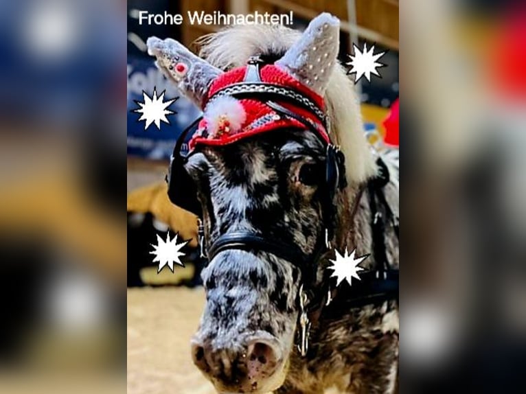 Shetland Ponys Mix Wallach 5 Jahre 118 cm Tigerschecke in M&#xFC;hlhausen