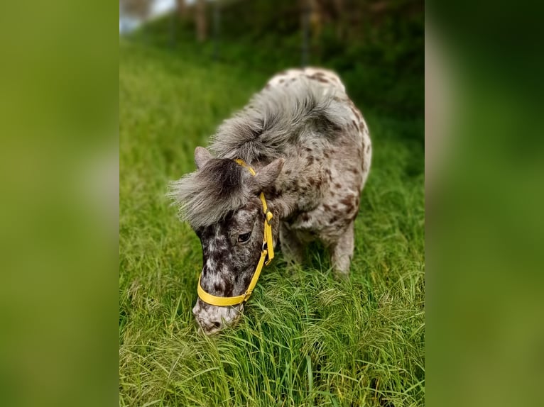 Shetland Ponys Mix Wallach 5 Jahre 118 cm Tigerschecke in M&#xFC;hlhausen