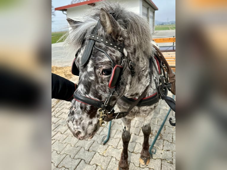 Shetland Ponys Mix Wallach 5 Jahre 118 cm Tigerschecke in M&#xFC;hlhausen