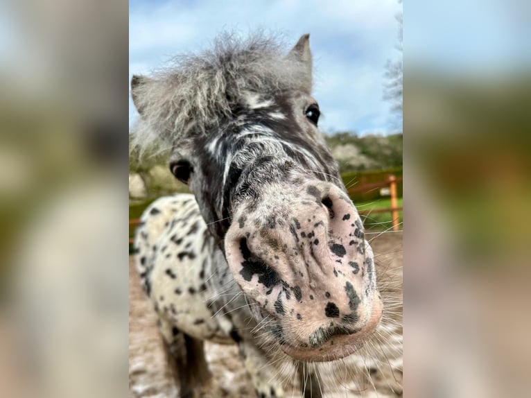Shetland Ponys Mix Wallach 5 Jahre 118 cm Tigerschecke in M&#xFC;hlhausen