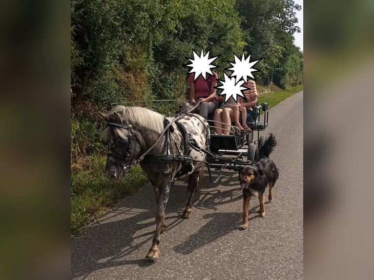 Shetland Ponys Mix Wallach 5 Jahre 118 cm Tigerschecke in M&#xFC;hlhausen