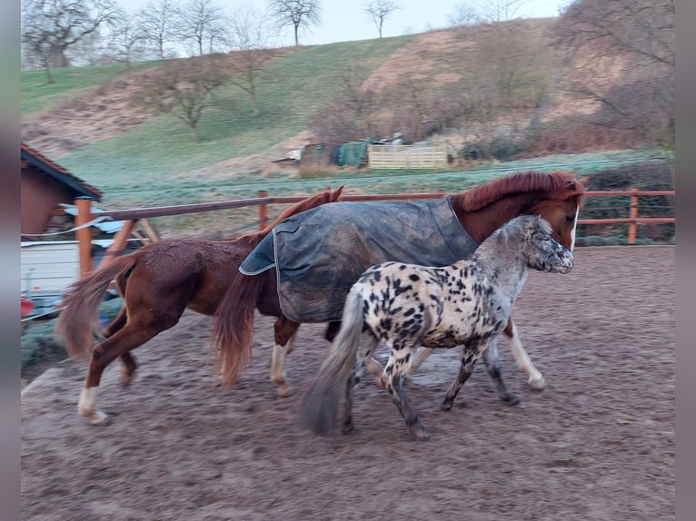 Shetland Ponys Mix Wallach 5 Jahre 118 cm Tigerschecke in M&#xFC;hlhausen