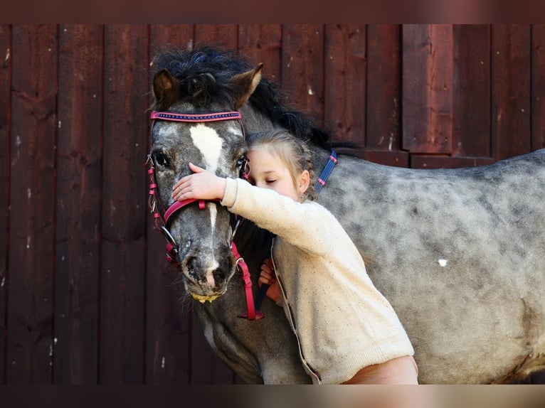 Shetland Ponys Wallach 5 Jahre 118 cm Tigerschecke in Kicinland