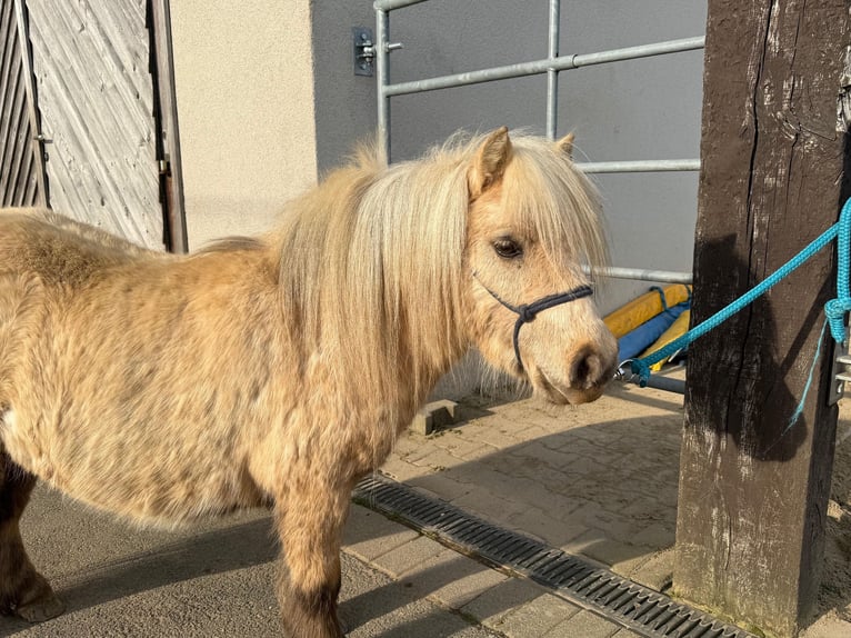 Shetland Ponys Wallach 5 Jahre 86 cm Palomino in Daleiden