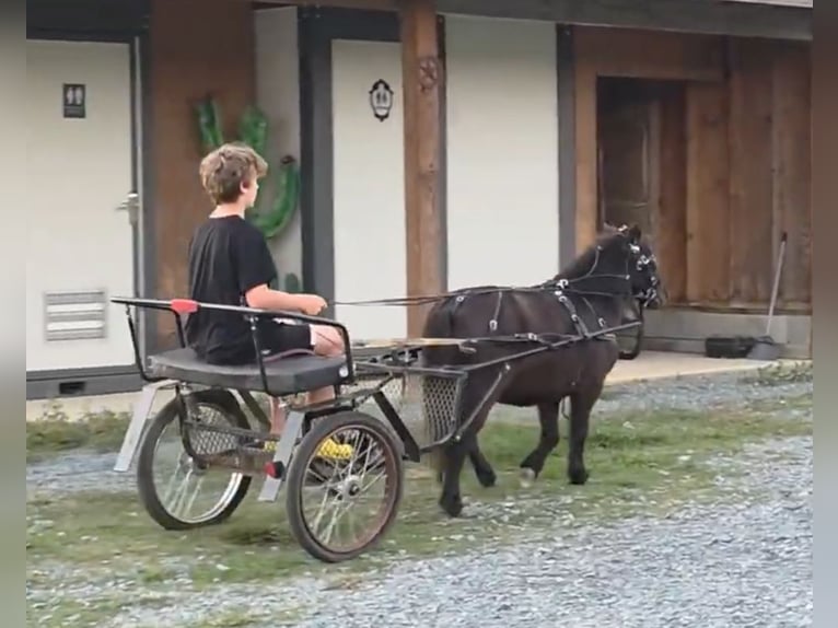 Shetland Ponys Mix Wallach 5 Jahre 91 cm Rappe in Monroe