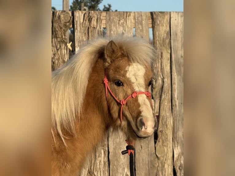 Shetland Ponys Wallach 5 Jahre 94 cm Palomino in Antlers