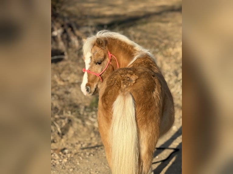 Shetland Ponys Wallach 5 Jahre 94 cm Palomino in Antlers