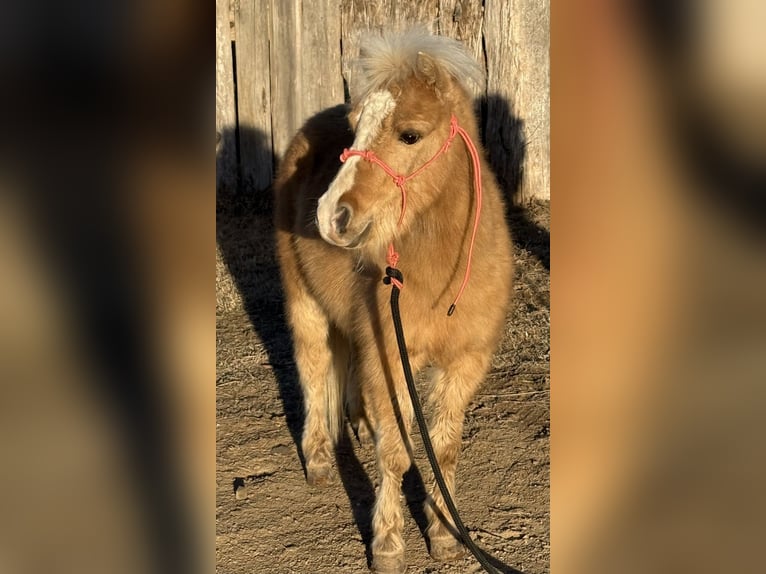 Shetland Ponys Wallach 5 Jahre 94 cm Palomino in Antlers