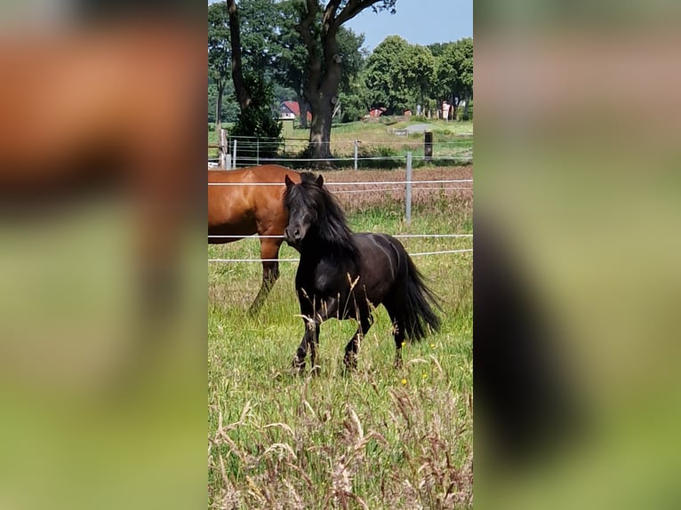Shetland Ponys Wallach 5 Jahre 95 cm Rappe in Hude (Oldenburg)