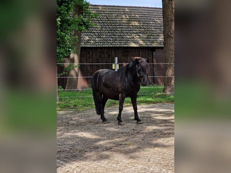 Shetland Ponys Wallach 5 Jahre 95 cm Rappe in Hude (Oldenburg)