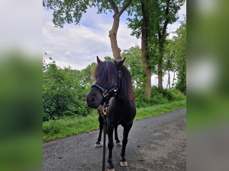 Shetland Ponys Wallach 5 Jahre 95 cm Rappe in Hude (Oldenburg)