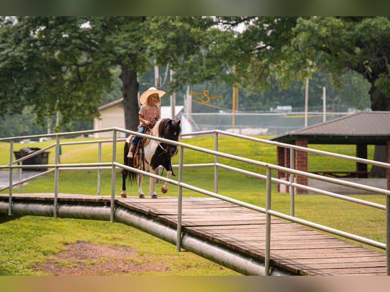 Shetland Ponys Wallach 5 Jahre 97 cm in Bogard, MO
