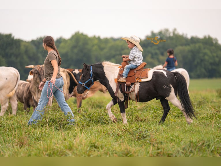Shetland Ponys Wallach 5 Jahre 97 cm in Bogard, MO