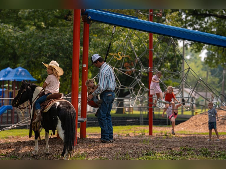 Shetland Ponys Wallach 5 Jahre 97 cm in Bogard, MO
