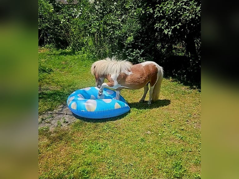 Shetland Ponys Wallach 5 Jahre Schecke in Gloggnitz