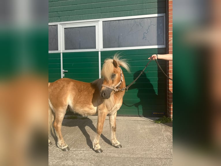 Shetland Ponys Wallach 6 Jahre 100 cm Fuchs in Rhede