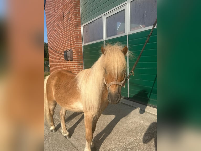 Shetland Ponys Wallach 6 Jahre 100 cm Fuchs in Rhede