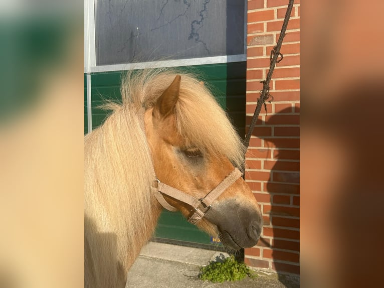 Shetland Ponys Wallach 6 Jahre 100 cm Fuchs in Rhede