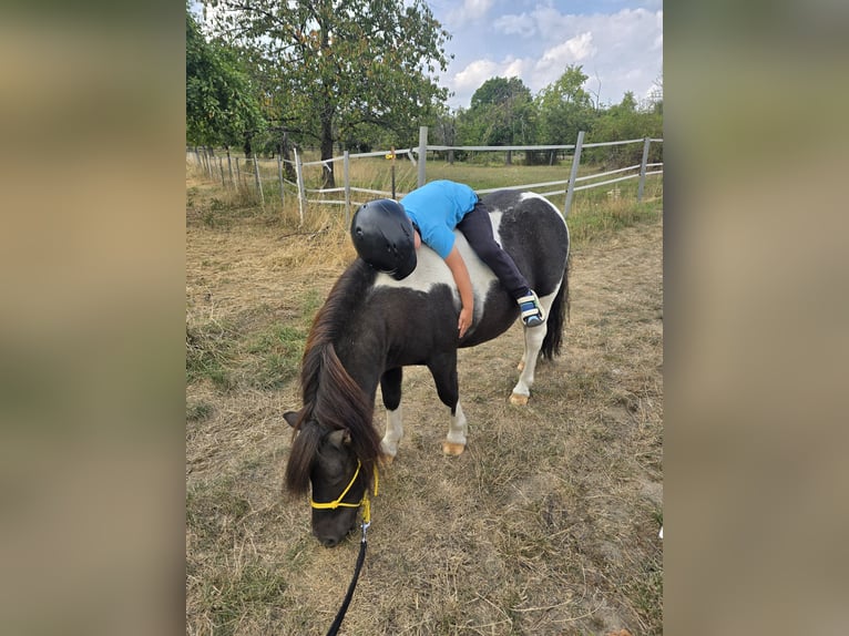 Shetland Ponys Wallach 6 Jahre 100 cm Schecke in Rosbach vor der Höhe