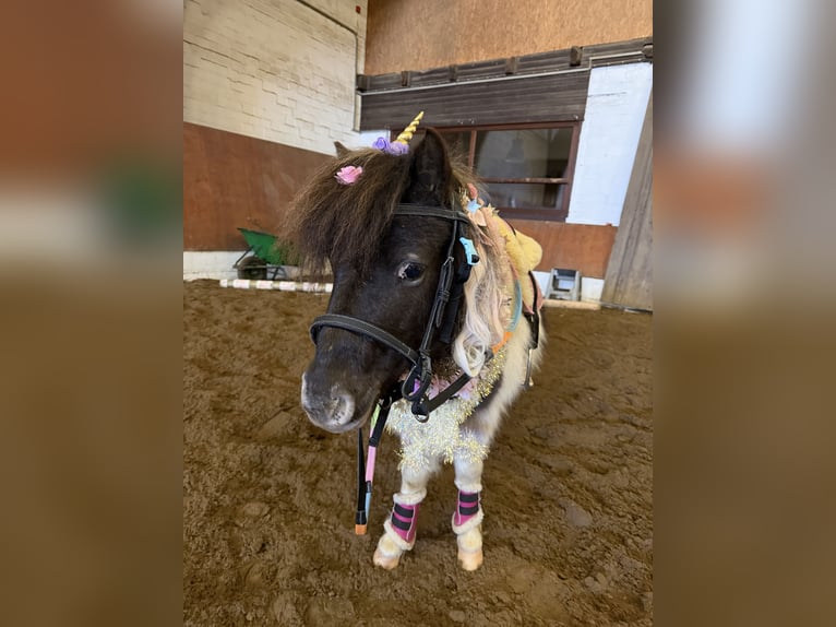 Shetland Ponys Wallach 6 Jahre 104 cm Schecke in Buchholz in der Nordheide