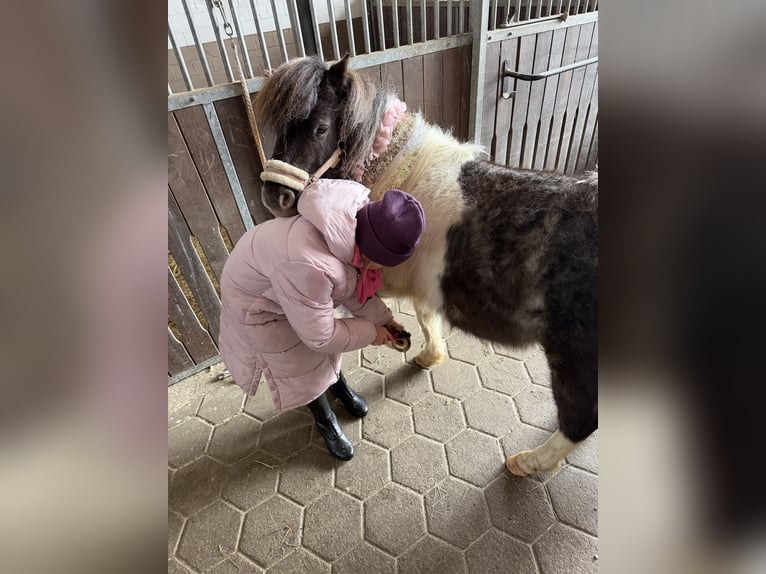 Shetland Ponys Wallach 6 Jahre 104 cm Schecke in Buchholz in der Nordheide