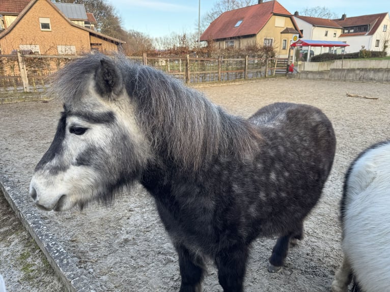 Shetland Ponys Wallach 6 Jahre 110 cm Apfelschimmel in Löhne