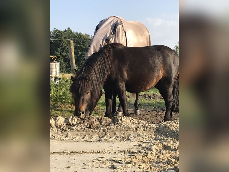 Shetland Ponys Wallach 6 Jahre 110 cm Dunkelbrauner in Aurich